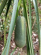 Pandanus canaranus.jpg