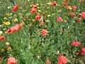 Papaver rhoeas