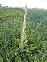 Plant in bud; Berzi, near Bauska city, Latvia