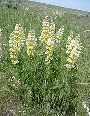 Lupinus arbustus (longspur lupin)