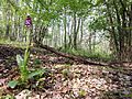 Orchis purpurea Austria - Lower Austria Korneuburg - Rohrwald