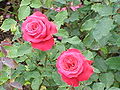 'Alec's Red', Cocker 1970 'Fragrant Cloud' × 'Dame de Coeur'