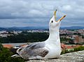 Image 110Seagull yelling