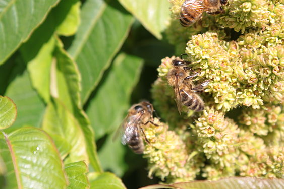 Bees gathering sumac flowers (Apis mellifera @ Rhus typhina).