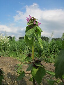 20120922Lamium purpureum2.jpg