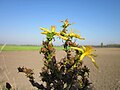 Hypericum perforatum (Echtes Johanniskraut)