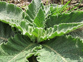 Young plant; Hockenheimer Rheinbogen, Rhein-Neckar-Kreis, Deutschland