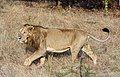 * Nomination Asiatic lion (Panthera leo persica) in Gir Forest National Park, India --Bgag 15:09, 28 January 2014 (UTC) * Promotion Good quality. --JLPC 17:21, 28 January 2014 (UTC)