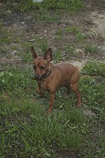 Thumbnail for File:Dwarf pinscher.jpg