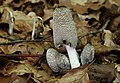 Coprinopsis lagopus