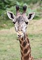 Masai Giraffe