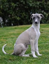 "Maverick_the_Whippet.jpg" by User:Flickr upload bot