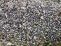 Common Murres on the Farallon Islands