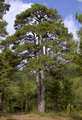 Pinus nigra subsp. salzmannii var. salzmannii, Castellcir, Catalunya, Spain