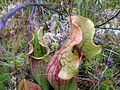 Pinhook Bog, Indiana