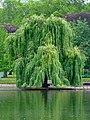 A Weeping Willow (Salix tristis).