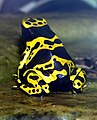 Yellow-banded poison dart frog Dendrobates leucomelas