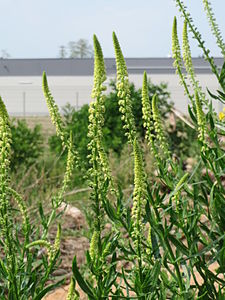 Reseda luteola