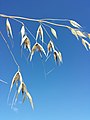 Spikelets