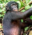 Deutsch: Bonobo Pan paniscus (cat.)