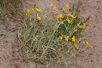 Eriophyllum lanatum