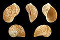 * Nomination Shell of a freshwater snail, Radix relicta --Llez 06:22, 28 September 2014 (UTC) * Promotion Good quality. --Florstein 07:42, 28 September 2014 (UTC)