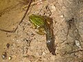 Tadpole in metamorphosis