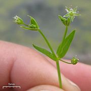 Stellaria calycantha