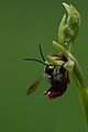 Ophrys insectifera