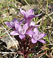 Gentianella germanica Germany - Tauberland