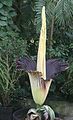 Amorphophallus titanum at Wilhelma, Stuttgart, Germany, at October 20, 2005