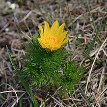 Adonis vernalis