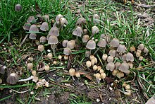 Coprinellus disseminatus 20131012w.JPG