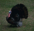 Eastern wild turkey