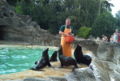 Fütterung der Robben im Tierpark Hagenbeck.