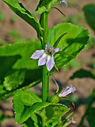 Lobelia inflata