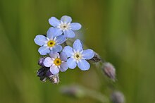 Myosotis arvense 1.JPG