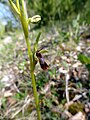 Ophrys insectifera Germany - Mosbach