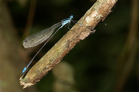 Caconeura ramburi male