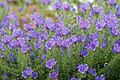 Image 85Flowers of Bugloss