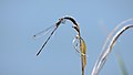 Weidenjungfer, Männchen - Chalcolestes viridis oder Lestes viridis, am Vogelstangsee