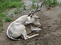 Louisville Zoo, Kentucky