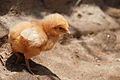 chick