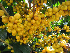 Yellow Catuaí Coffee, a variety of Coffea arabica - Manhuaçu City - Minas Gerais State - Brazil