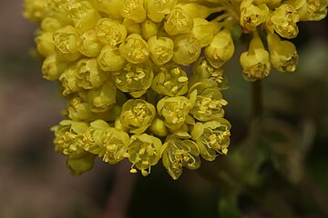 Eriogonum umbellatum