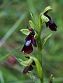 Ophrys insectifera