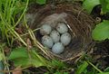 Nest with eggs; Germany