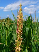 male flowers