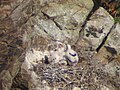 Young in nest; Parque Nacional de Monfragüe, Cáceres, Spain