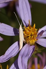 Eucephalus ledophyllus